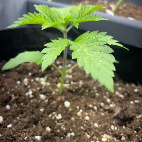 Myrtle growlog timeline photo