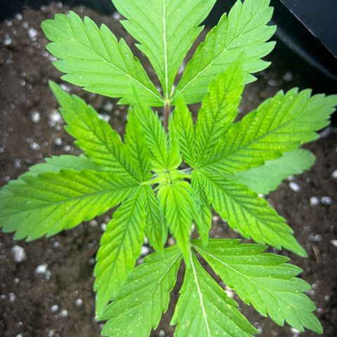 Myrtle growlog timeline photo
