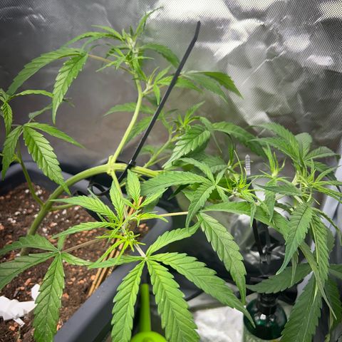 Chloe growlog timeline photo