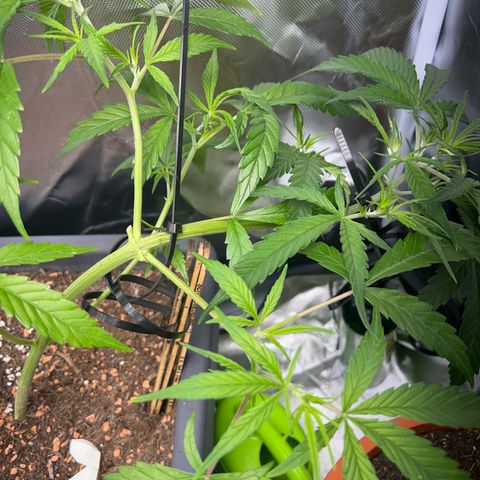 Chloe growlog timeline photo