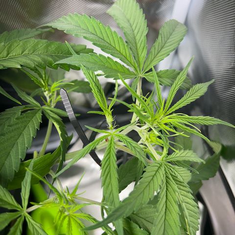 Chloe growlog timeline photo