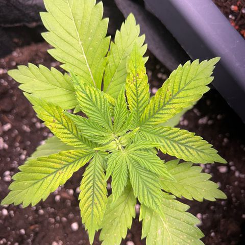 Myrtle growlog timeline photo