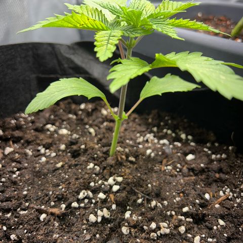 Myrtle growlog timeline photo