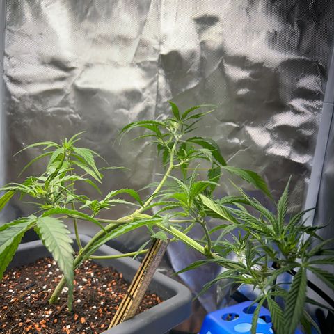 Chloe growlog timeline photo