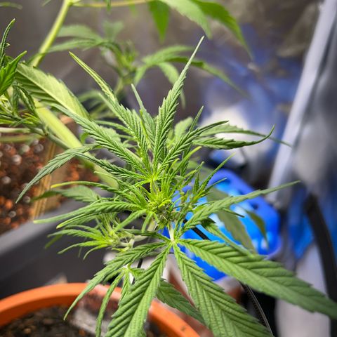 Chloe growlog timeline photo