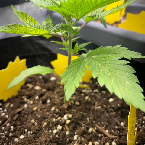 Myrtle growlog timeline photo