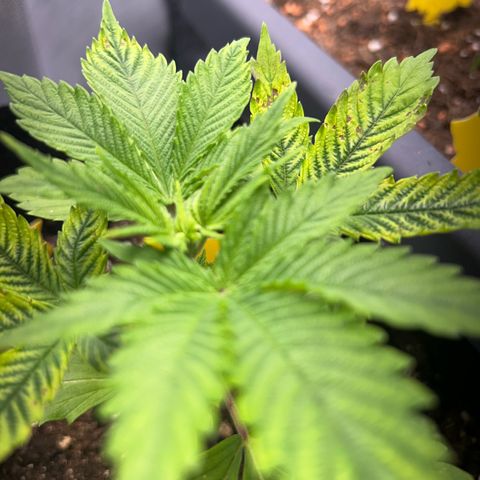 Myrtle growlog timeline photo