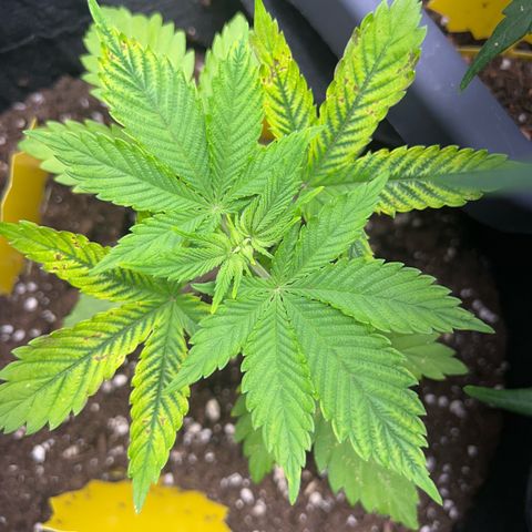 Myrtle growlog timeline photo