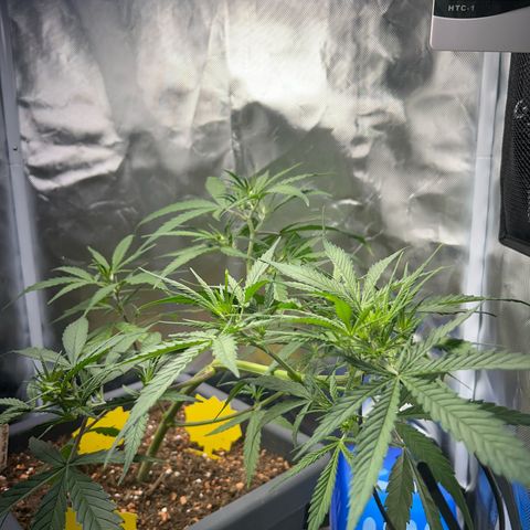 Chloe growlog timeline photo
