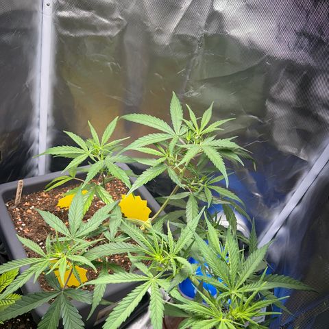 Chloe growlog timeline photo