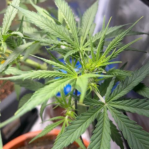 Chloe growlog timeline photo
