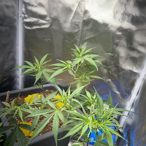 Chloe growlog timeline photo