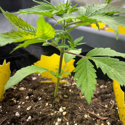 Myrtle growlog timeline photo