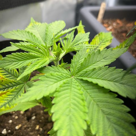 Myrtle growlog timeline photo