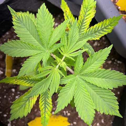 Myrtle growlog timeline photo