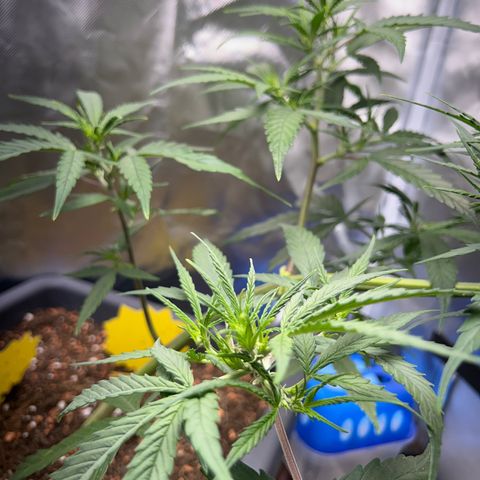Chloe growlog timeline photo