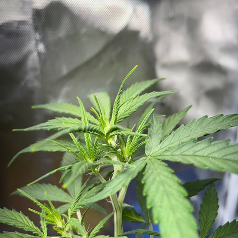 Chloe growlog timeline photo