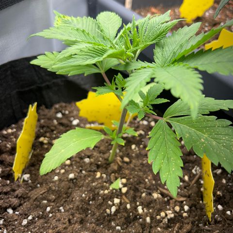 Myrtle growlog timeline photo