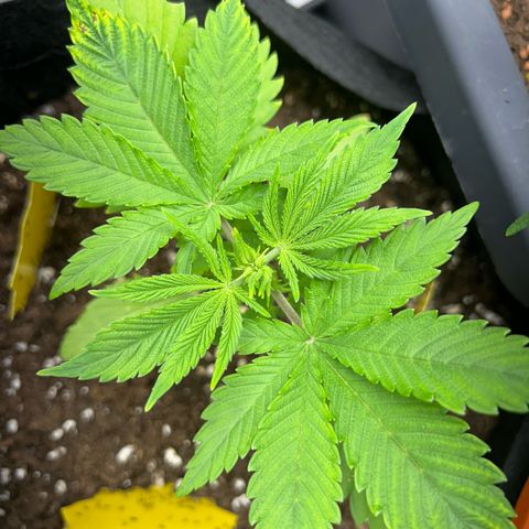 Myrtle growlog timeline photo
