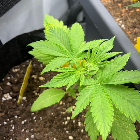 Myrtle growlog timeline photo