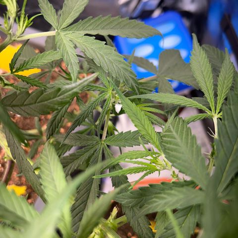 Chloe growlog timeline photo