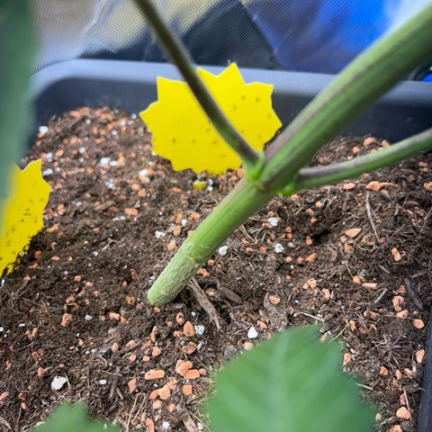 Chloe growlog timeline photo