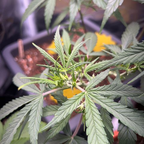 Chloe growlog timeline photo