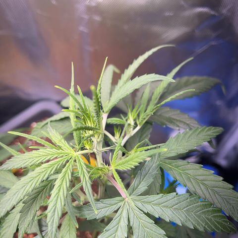 Chloe growlog timeline photo