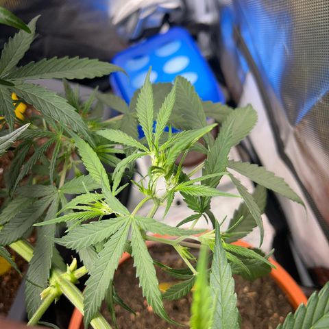 Chloe growlog timeline photo