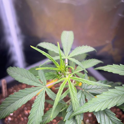 Chloe growlog timeline photo