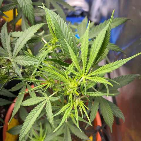 Chloe growlog timeline photo