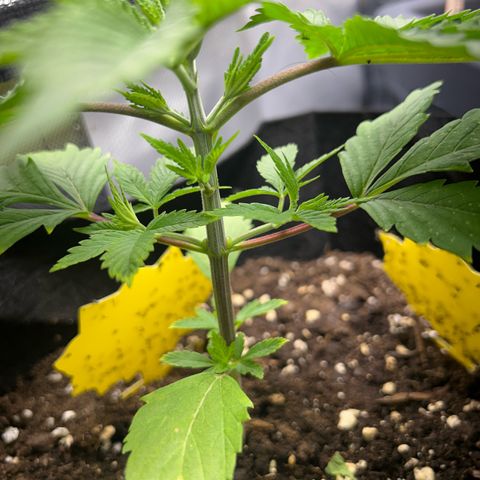 Myrtle growlog timeline photo