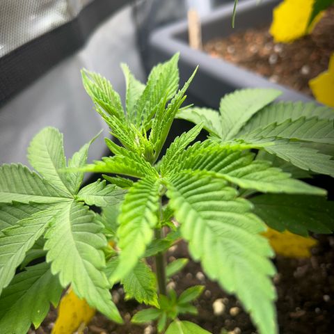 Myrtle growlog timeline photo