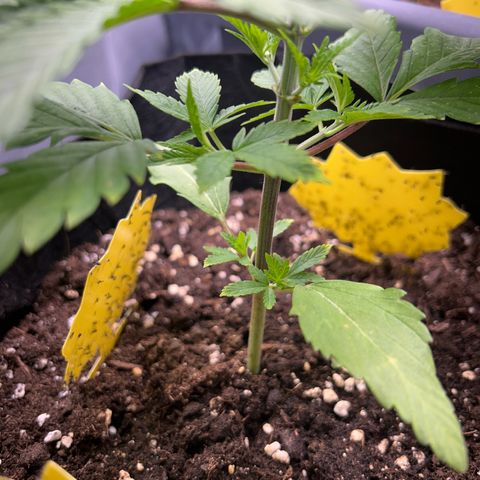 Myrtle growlog timeline photo