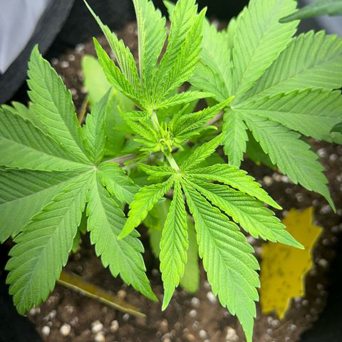 Myrtle growlog timeline photo