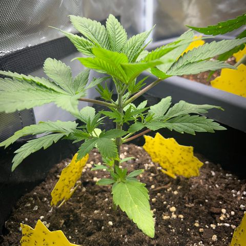Myrtle growlog timeline photo
