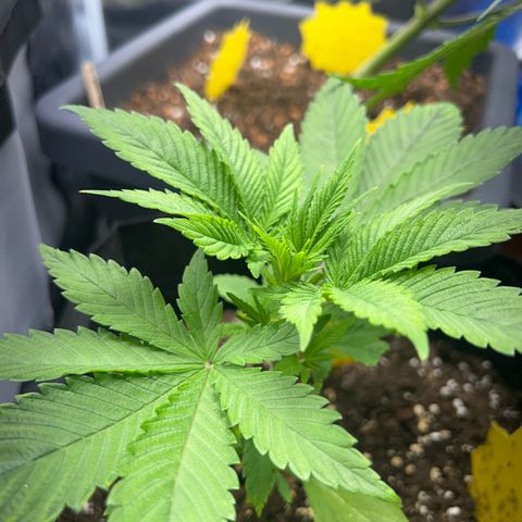 Myrtle growlog timeline photo