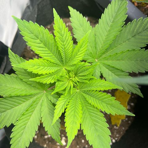 Myrtle growlog timeline photo
