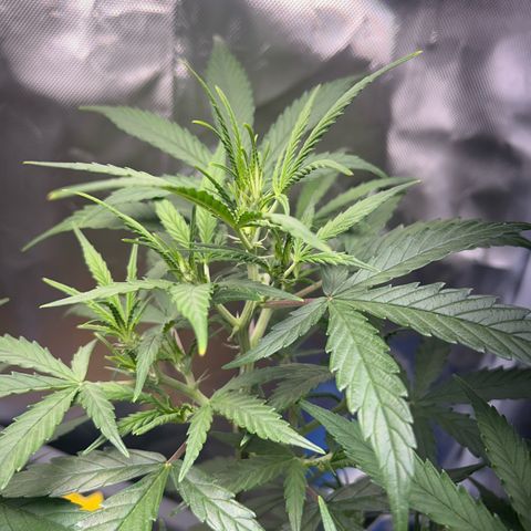 Chloe growlog timeline photo