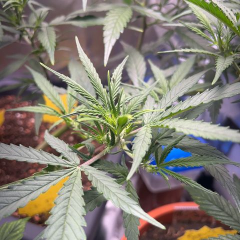 Chloe growlog timeline photo