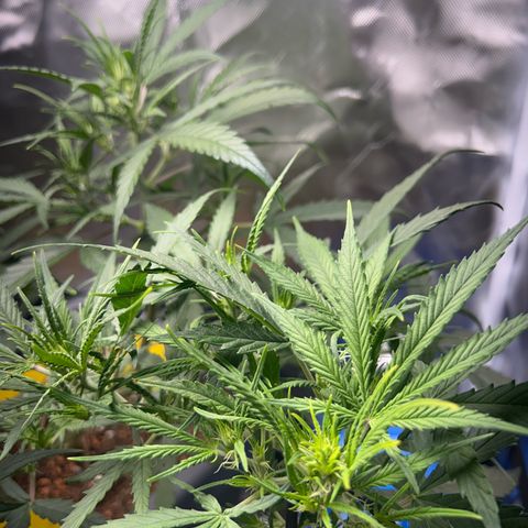 Chloe growlog timeline photo