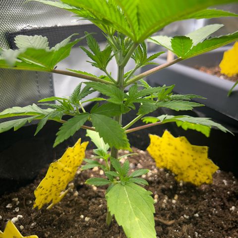 Myrtle growlog timeline photo