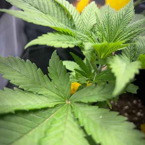 Myrtle growlog timeline photo