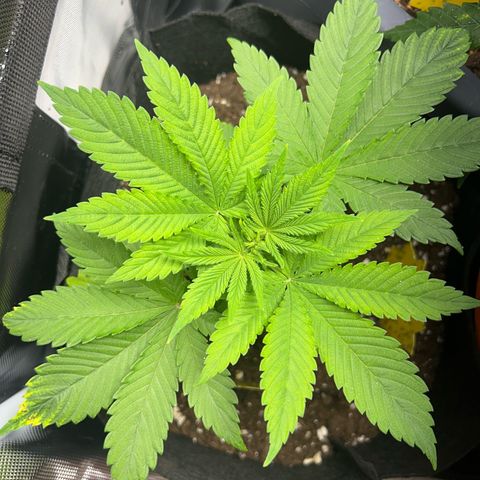 Myrtle growlog timeline photo