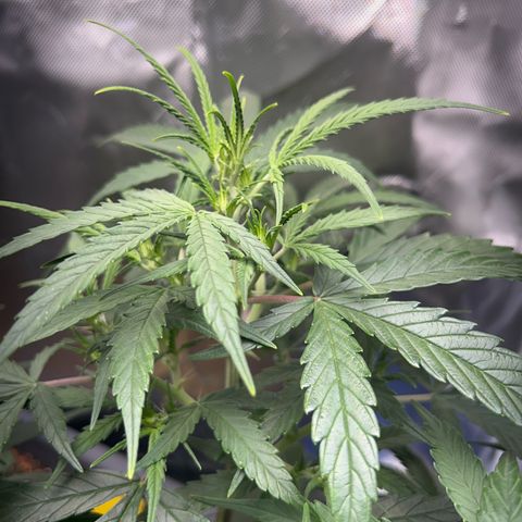 Chloe growlog timeline photo