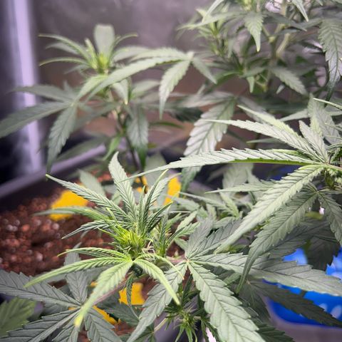 Chloe growlog timeline photo