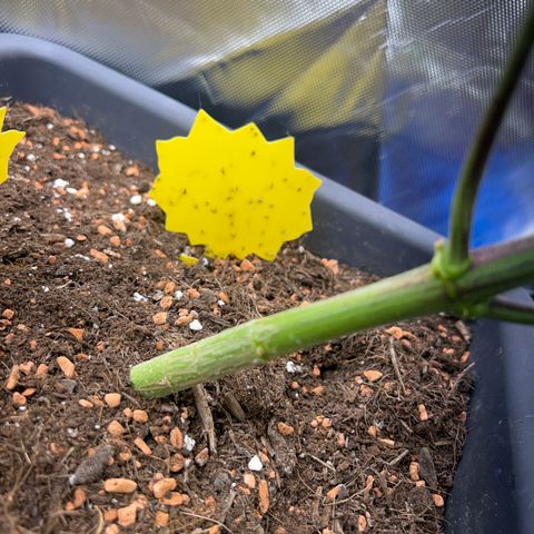 Chloe growlog timeline photo