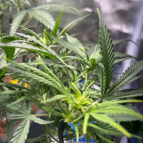 Chloe growlog timeline photo