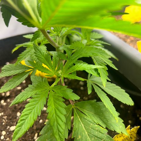 Myrtle growlog timeline photo