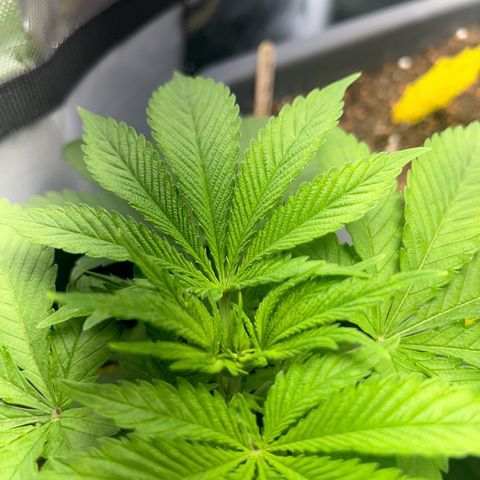 Myrtle growlog timeline photo
